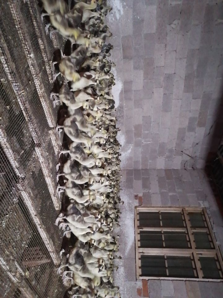 一斤半左右的杂交花鹅苗！自家脱温场地直销！来场地拿货更优惠