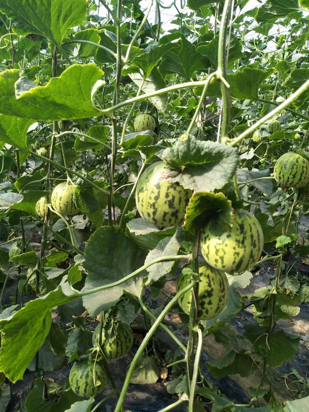 绿宝石甜瓜  甜脆可口