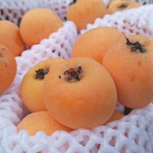 丘北县米易枇杷 生态源枇杷