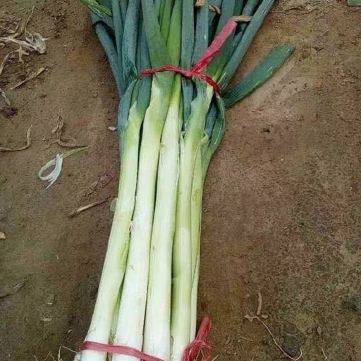 夏津县长白大葱 大葱