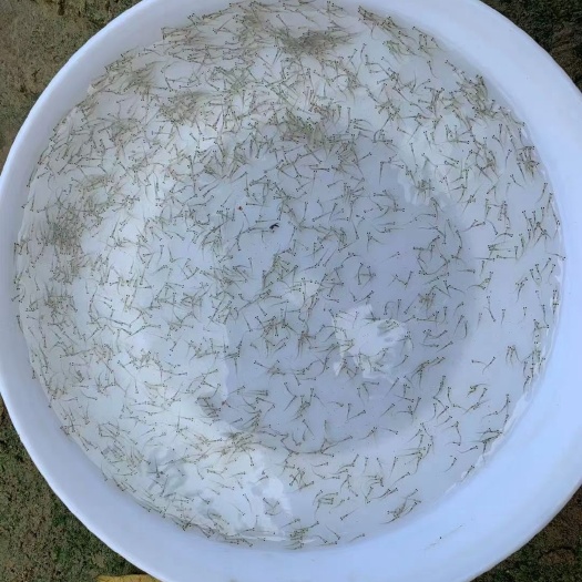 广州水花苗，草鱼水花，大头水花，鲫鱼水花苗各种水花苗