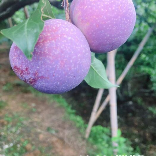 信宜市 钱排三华李