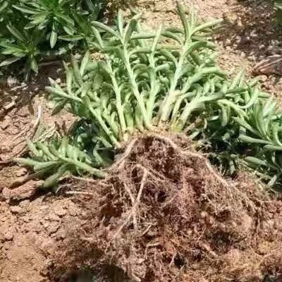 肥城市养心菜种苗 养心菜，救心菜，费菜，景天三七苗子