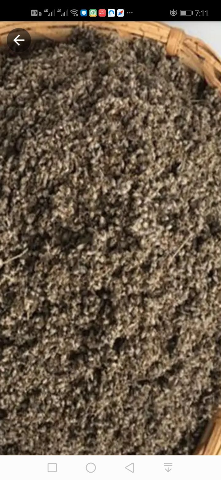 艾草种子食用驱蚊草艾叶种籽野生大小叶艾蒿青蒿种植四季驱蚊