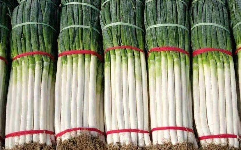夏津县铁杆大葱
