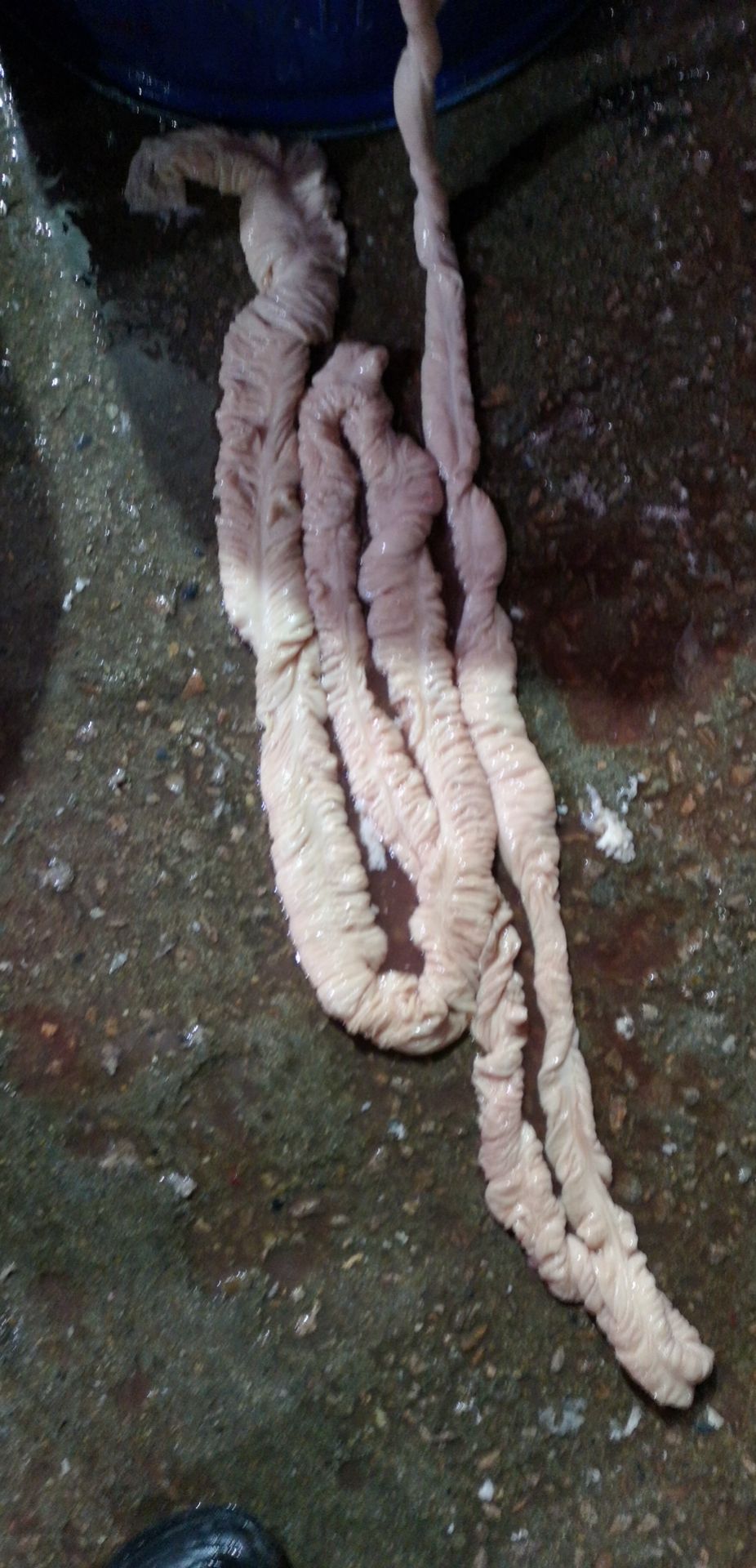猪肠  新鲜货源充足