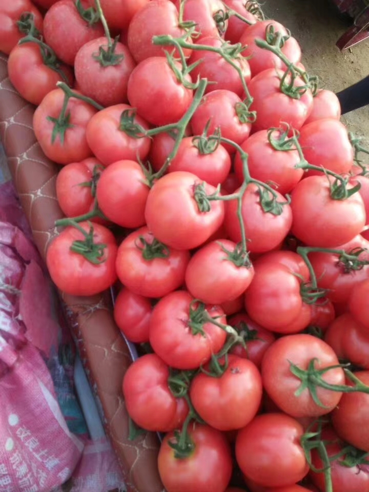 西红柿专用叶面肥