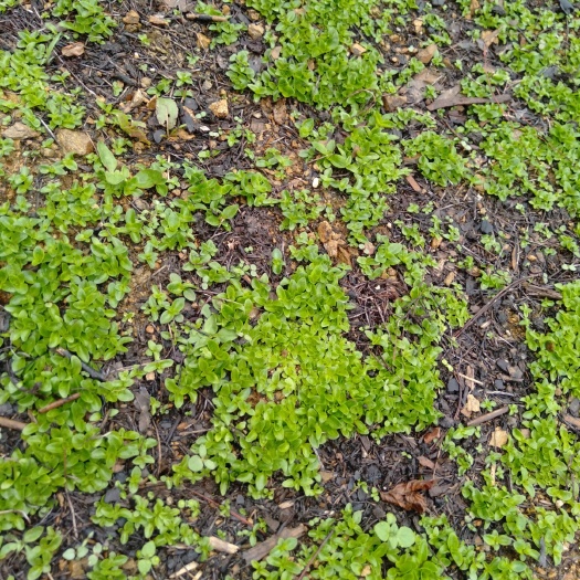 玉龙县麻花艽  产地一手货源