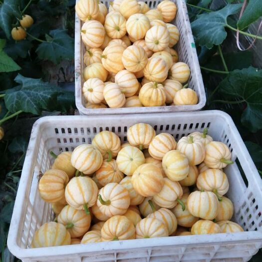 青州市桔瓜 山东省潍坊市青州市 1斤以下 