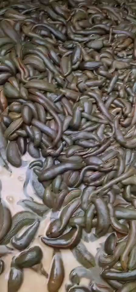 中山市 菲牛蛭