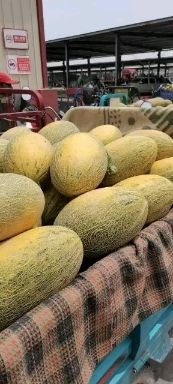 伽师县八六王哈密瓜  新疆喀什哈密瓜超甜脆