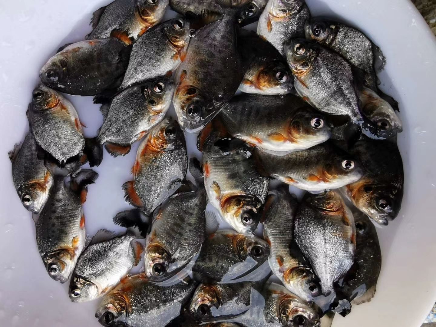  鲳鱼苗，红鲳鱼苗，淡水白鲳鱼苗