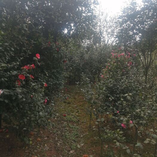 宜宾 茶花，杜鹃红，粉色
