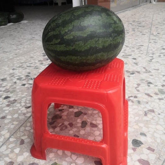 博白县 黑美人西瓜好吃不贵