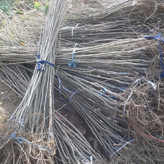 兴隆县大红袍板栗苗 栗子树苗，大量出售，各种规格