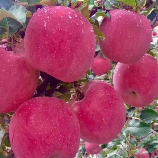 静宁县花牛苹果 甘肃静宁红富士