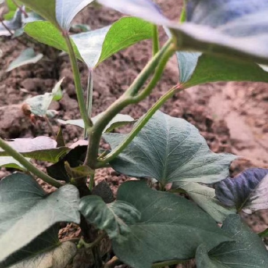 北京553红薯苗  脱毒红薯苗脱毒济薯25红薯苗无黑根、无黄