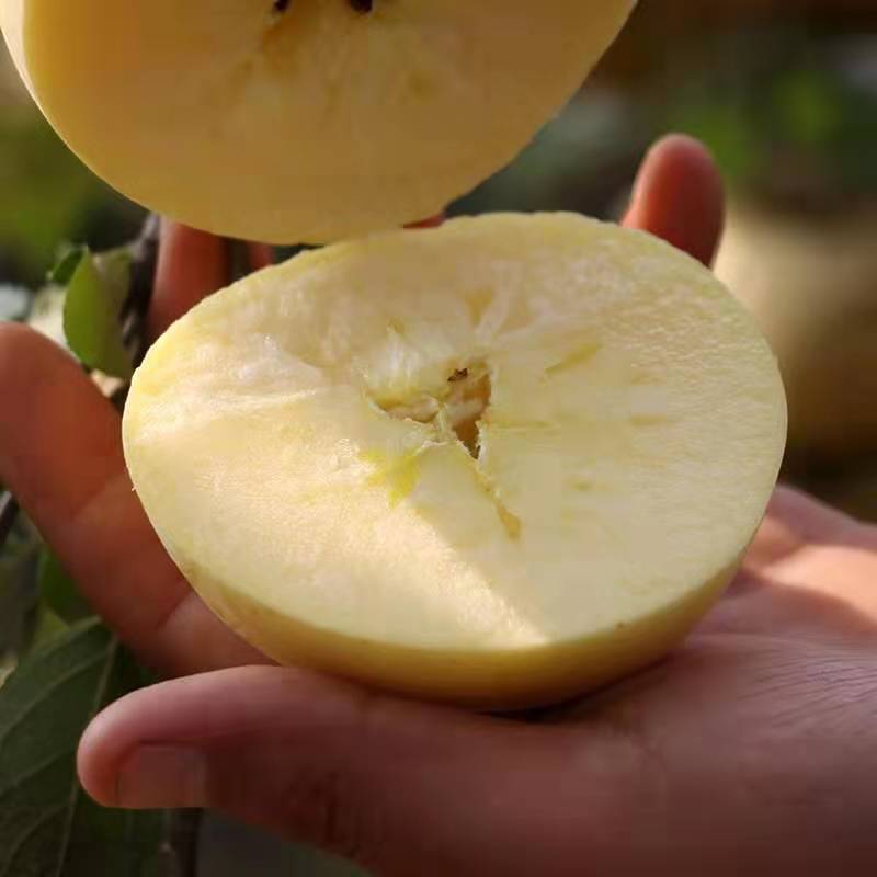 红富士苹果 苹果