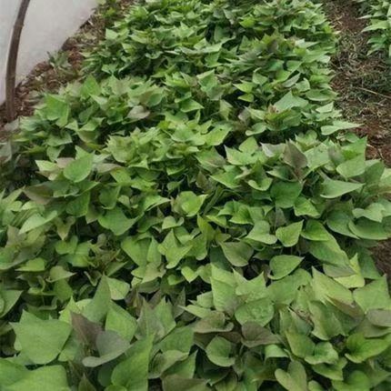 商薯19红薯苗  红薯苗