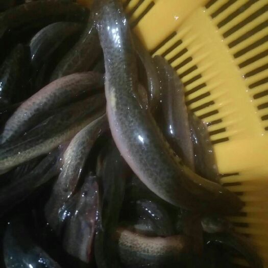 宿松县本公司专业从事各种泥鳅养殖，免费手把手传授孵化技术。