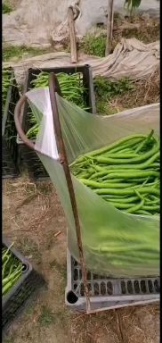 眉山二荆条