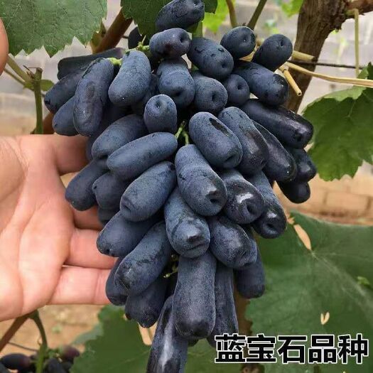 平邑县蓝宝石葡萄苗  新品促销葡萄苗蓝宝石树苗盆栽地栽爬藤果树苗南北种