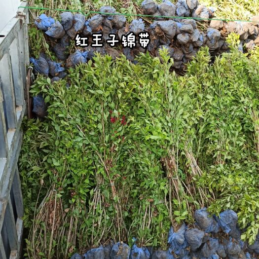 定州市锦带花  红王子锦带、四季锦带、河北锦带、定州锦带出售欢迎选