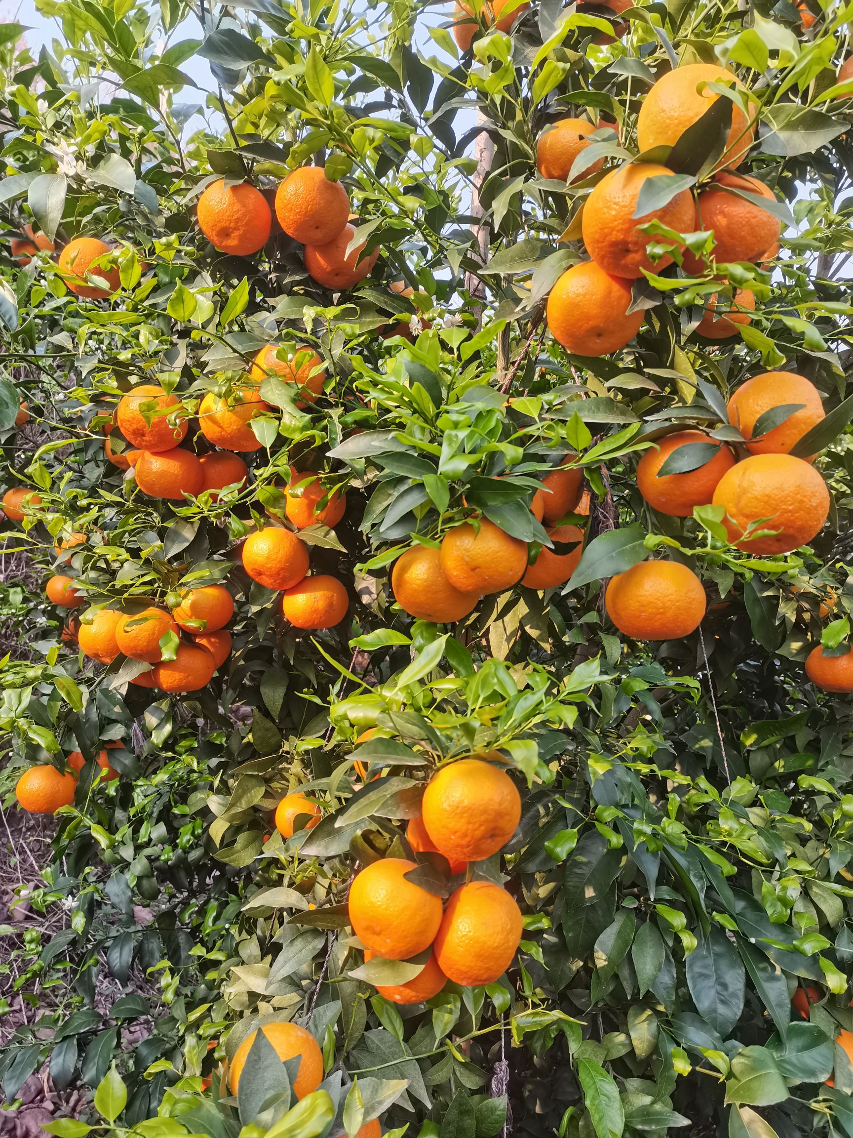  大理弥渡精品沃柑上市，5万斤起批