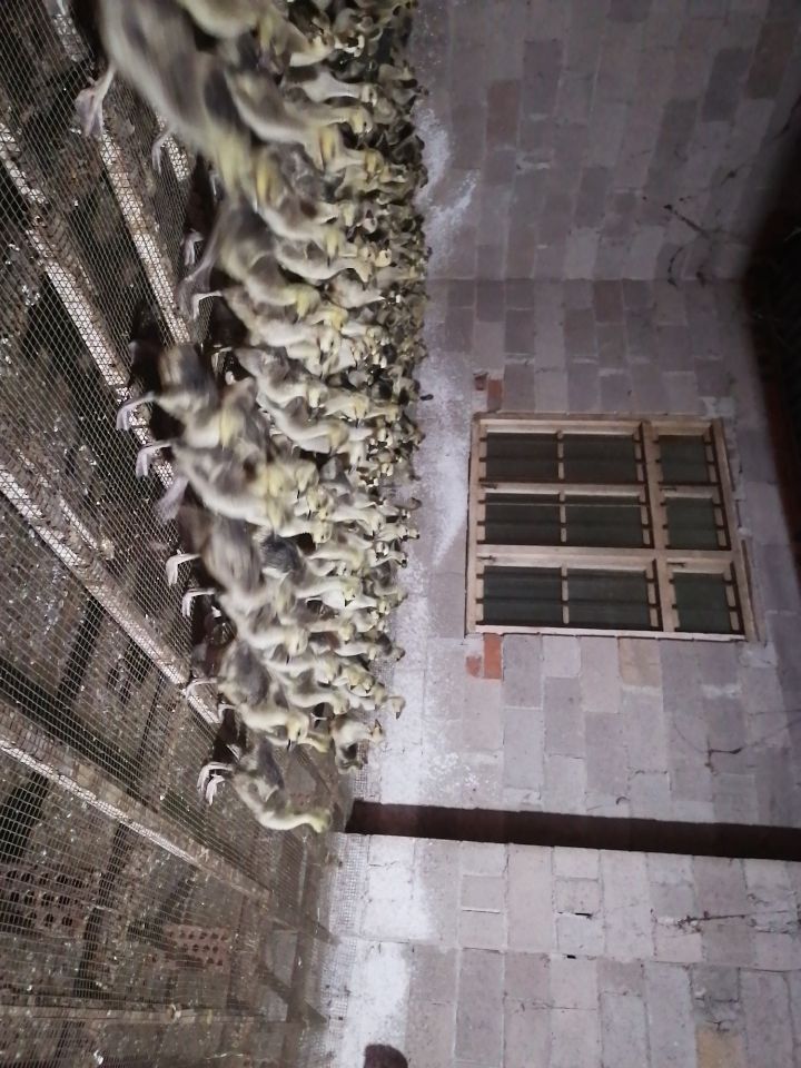 一斤半左右的杂交花鹅苗！自家脱温场地直销！来场地拿货更优惠