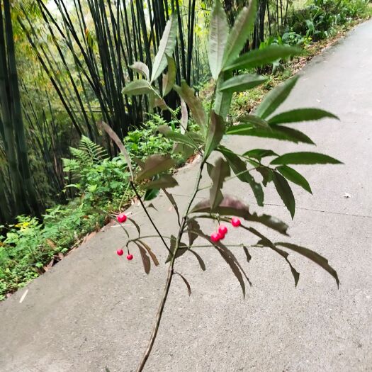朱砂桂 八角金龙