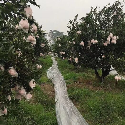 蒲江县 精品耙耙柑