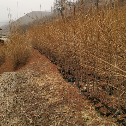 营养钵/营养杯 落叶松营养杯苗50-100cm，100-15
