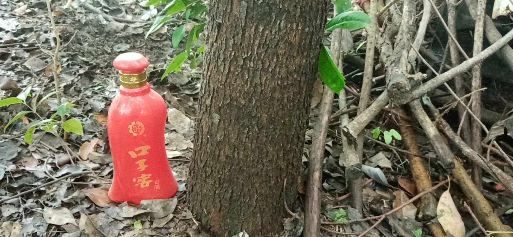小叶樟  香樟树，直径15厘米。