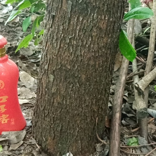 天长市小叶樟  香樟树，直径15厘米。