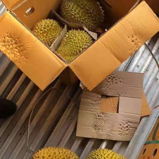 广州泰国金枕榴莲B6-7-8头有货