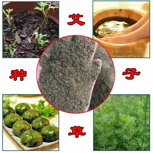 唐河县艾草种子食用药用驱蚊草艾叶种籽野生大小叶艾蒿青蒿种植四季驱蚊
