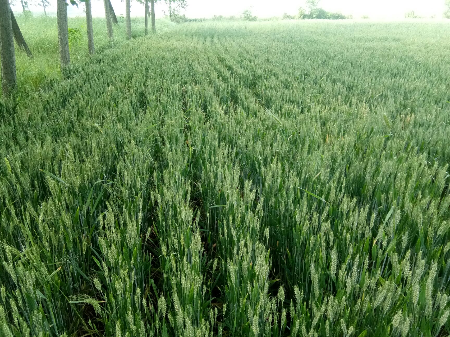 灌木林地 河南商丘麦地，寻求苗木种植，秋种春收，