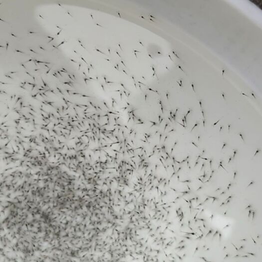 琼海市白虾苗  南美白对虾虾苗顶峰快大普瑞莫高抗 一代苗（p5）