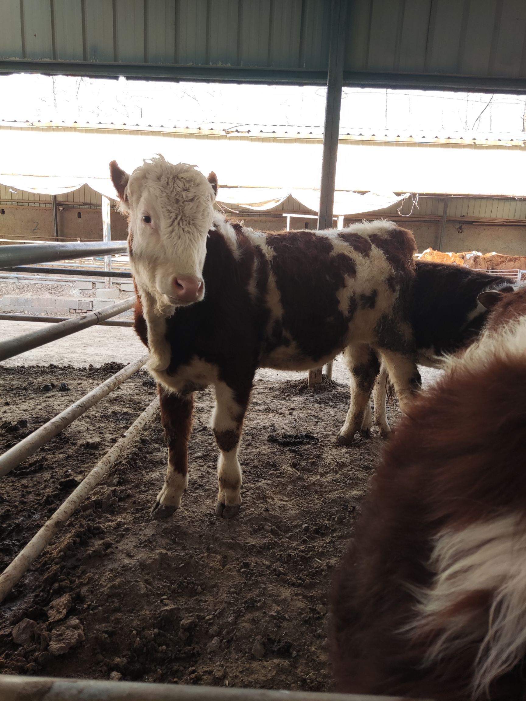 肉牛  ，牛犊，西门塔牛，家庭养殖农场自繁殖自销售生长快抗病强。