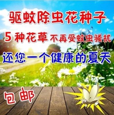 艾草种子食用驱蚊草艾叶种籽野生大小叶艾蒿青蒿种植四季驱蚊