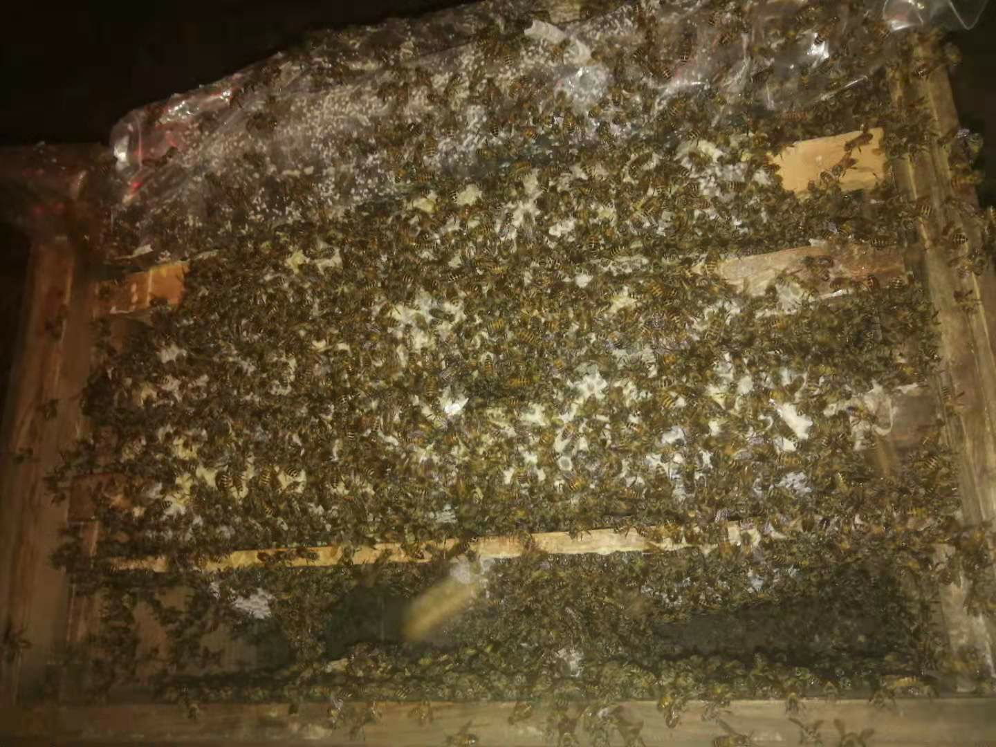 荔枝龙眼花蜜，土蜂蜜，春季蜂蜜，鲜甜美味，批发零售