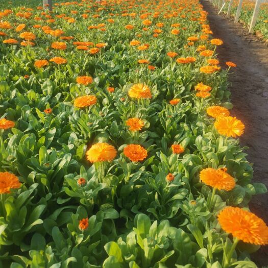 青州市金盏菊