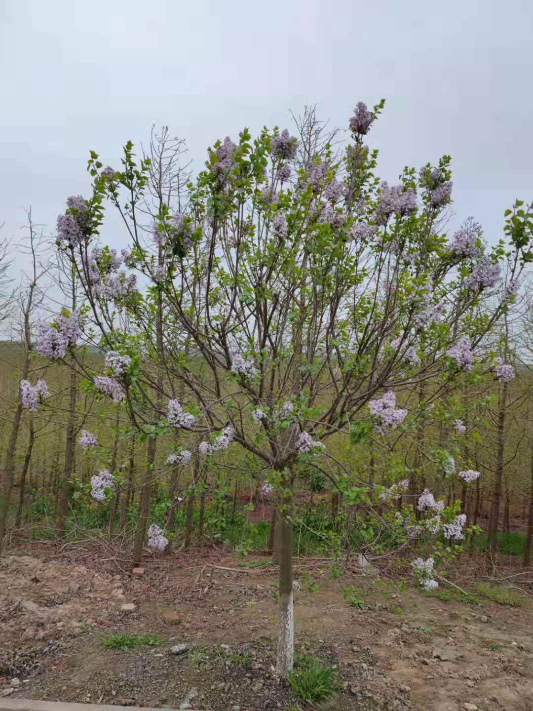 紫丁香价格38元_地径5cm/公分批发