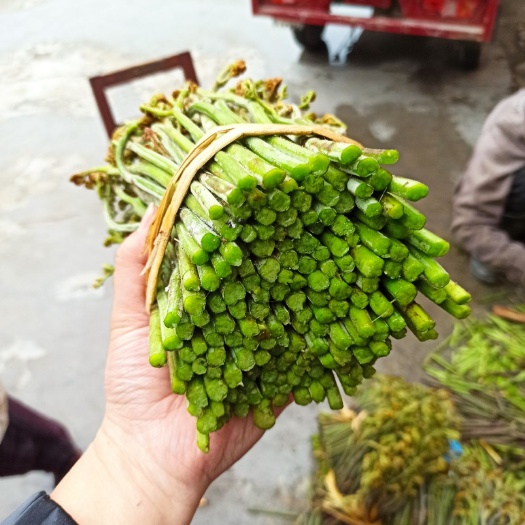 安顺蕨菜 新鲜