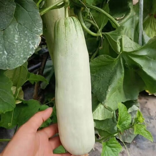 莘县羊角蜜甜瓜  博洋61甜瓜大量供应支持一件代发，供应电商商