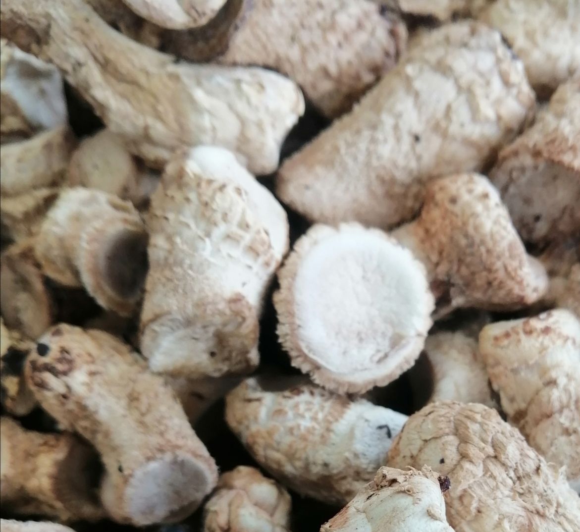 香菇脚  2021特级商南土特产新菇脚干货菌类椴木煲汤味美肉厚500g