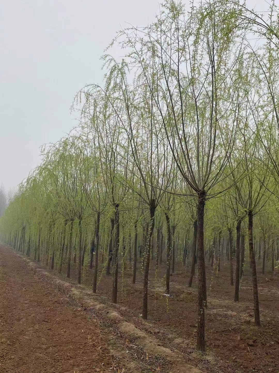  旱柳，金丝柳，馒头柳，绦柳，柽柳