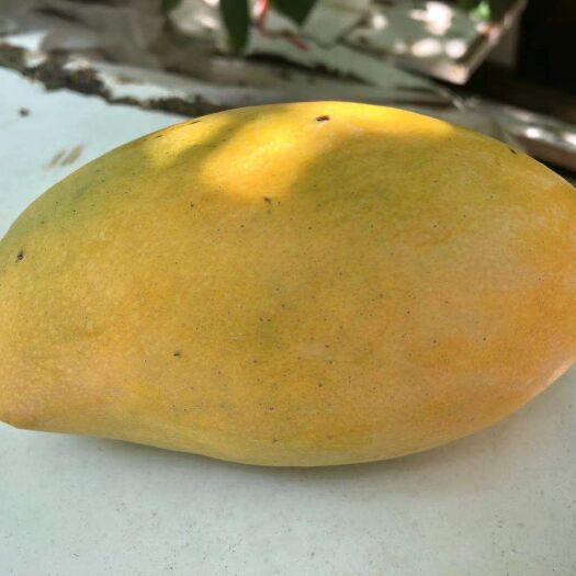 昆明 玉芒一件代发，量大从优。品质保障，不发熟果。量大联系我………