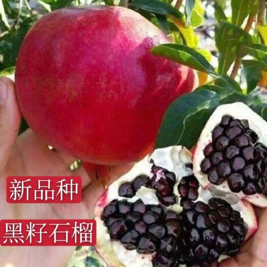荥阳市黑籽石榴树苗  国内从国外引进新品种，黑籽石榴，大果