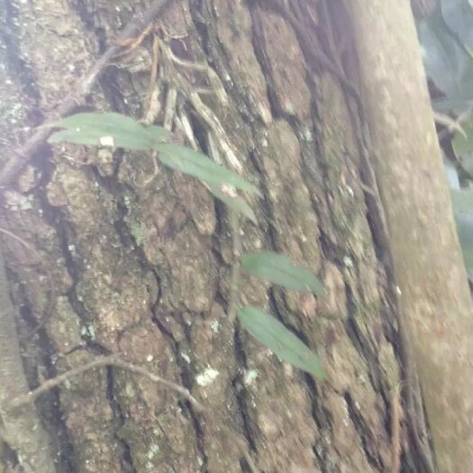 乐业县纯铁皮石斛，北有虫草，南有石斛的美称